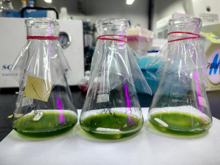 紹興上虞 科技創新驅動，秸稈變身高價值新材料，譜寫綠色經濟新篇章